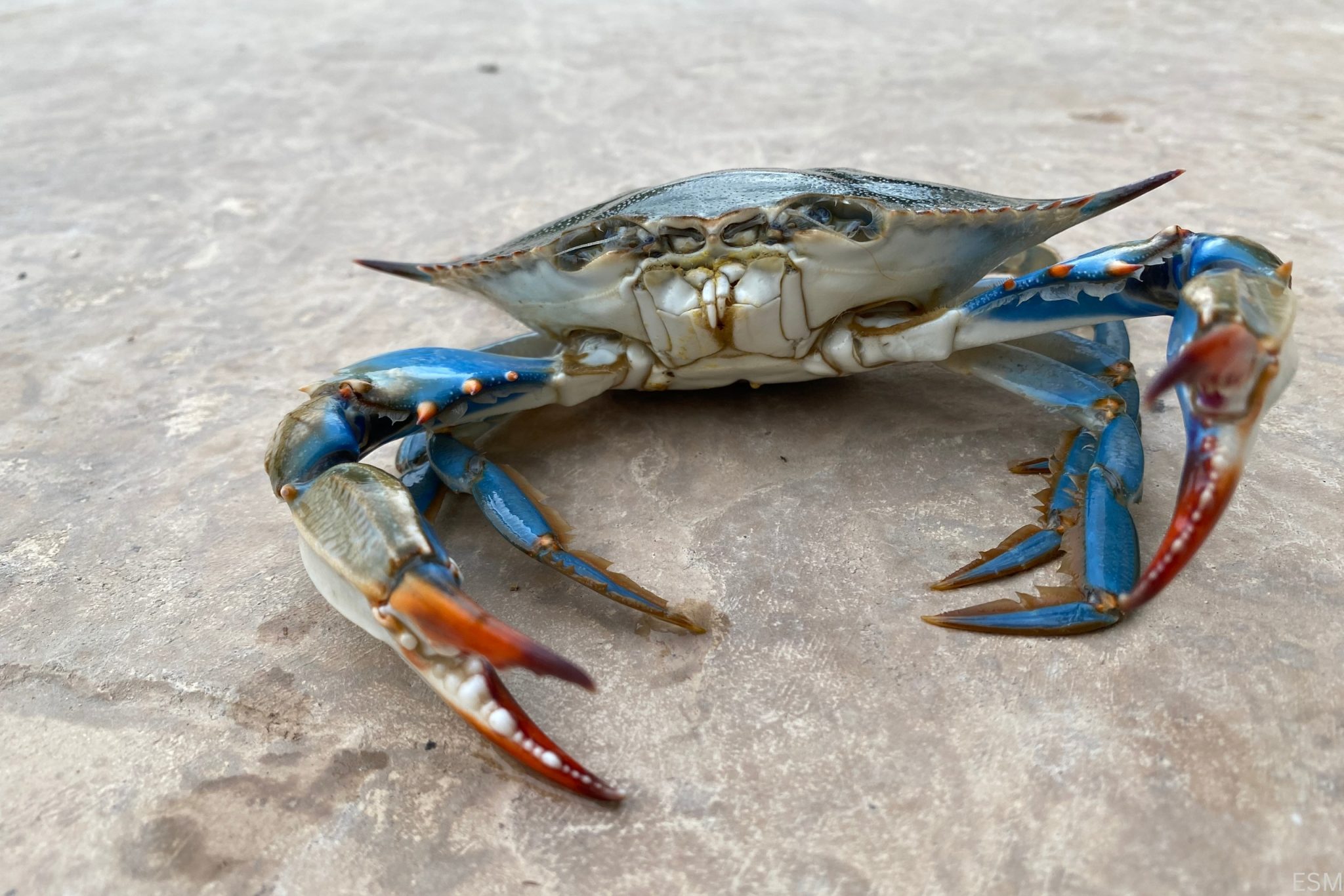Earp's Seafood Market blue crab