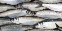 Herring