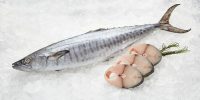 King Mackerel