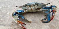 Female Blue Crabs - Live