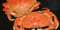 Dungeness Legs
