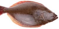 Halibut