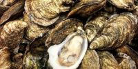 Oysters - Shell