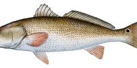 Red Drum