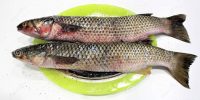 Salt Mullet